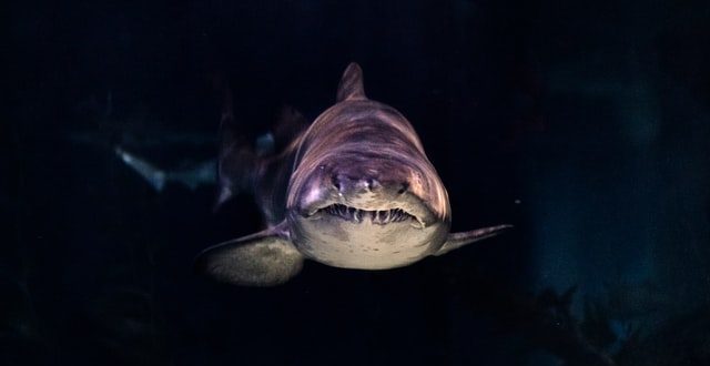 Sydney: Beaches closed after swimmer killed in shark attack